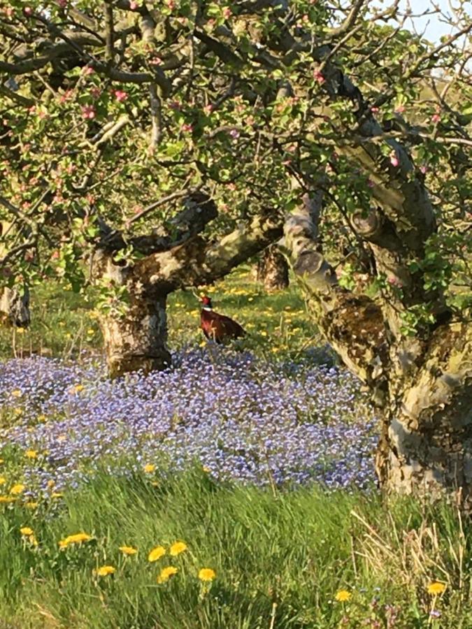 Orchard Luxe Glamping Pod Hotell Dungannon Exteriör bild