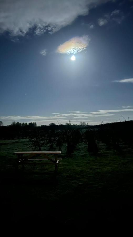 Orchard Luxe Glamping Pod Hotell Dungannon Exteriör bild